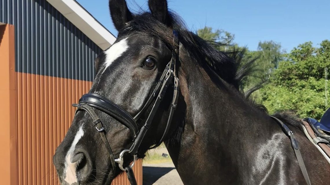 At købe hest – når du har rideangst